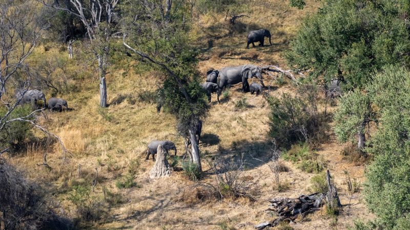 Reviving the Woolly Mammoth: Orphan Elephants Hold the Key