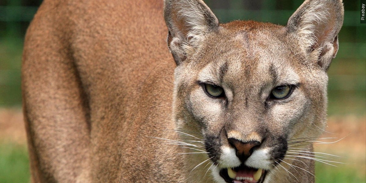 Featured image for "First North American Case of 'Staggering Disease' Found in Colorado Mountain Lion"