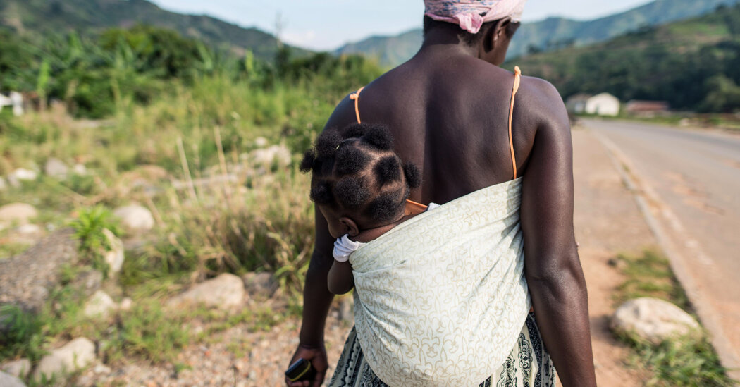 Featured image for Snuggly Shield Emerges in Malaria Fight