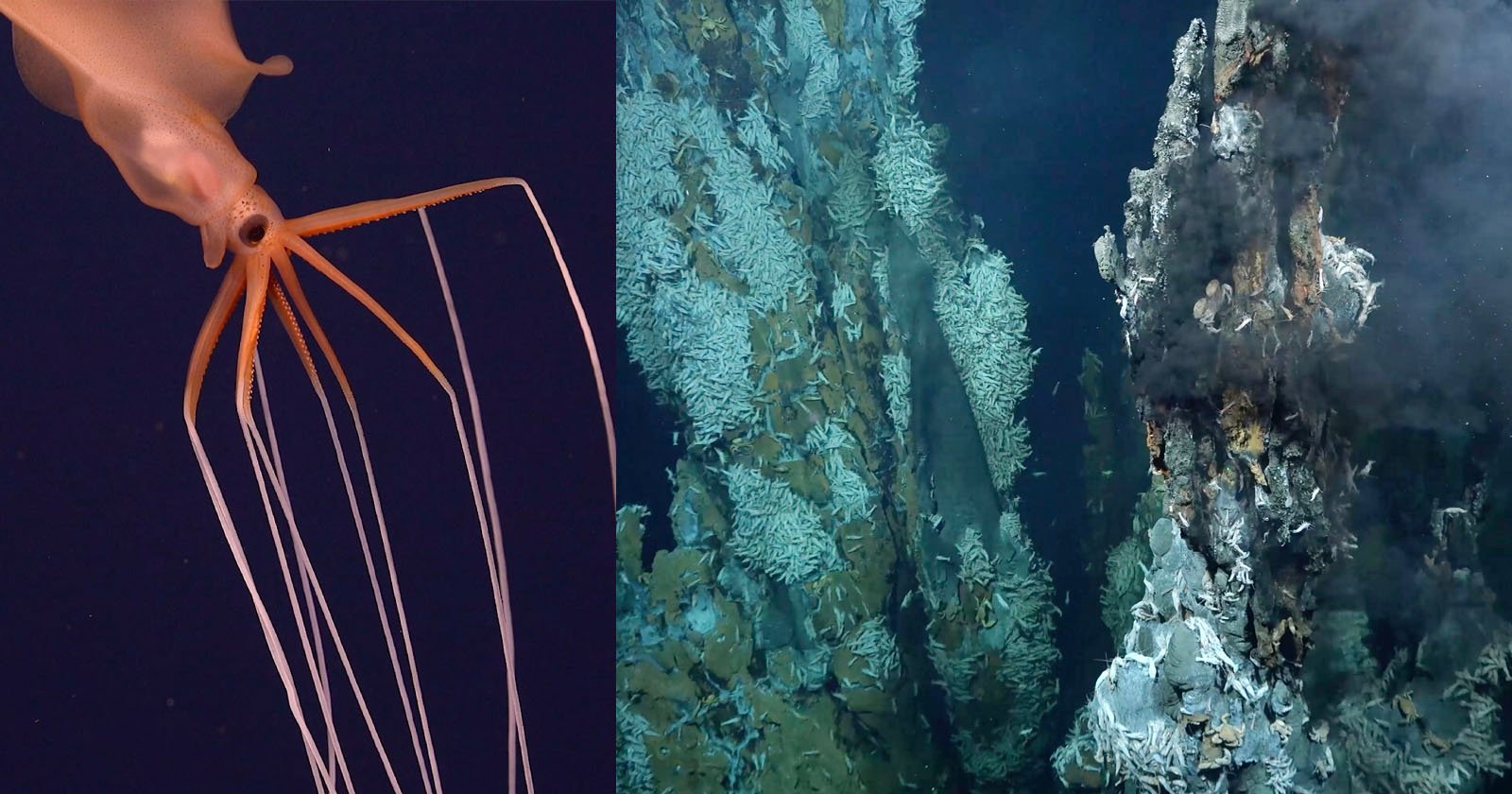 Featured image for Deep-Sea Life Flourishes Around Newly Found Hydrothermal Vents