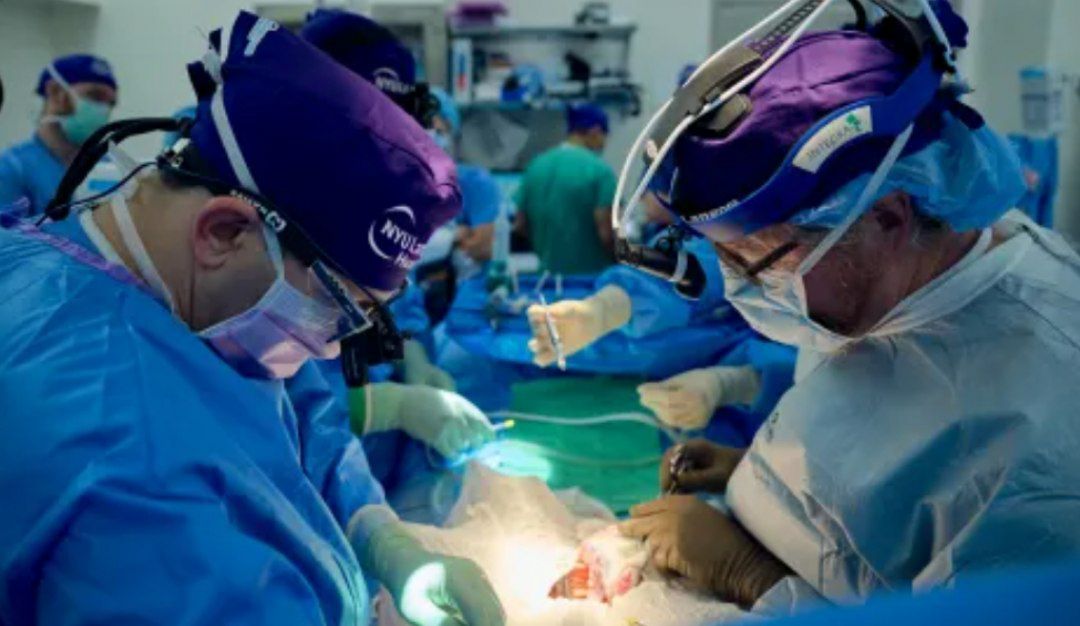 Featured image for Groundbreaking Pig-to-Human Kidney Transplant Sets New Record in US Surgery