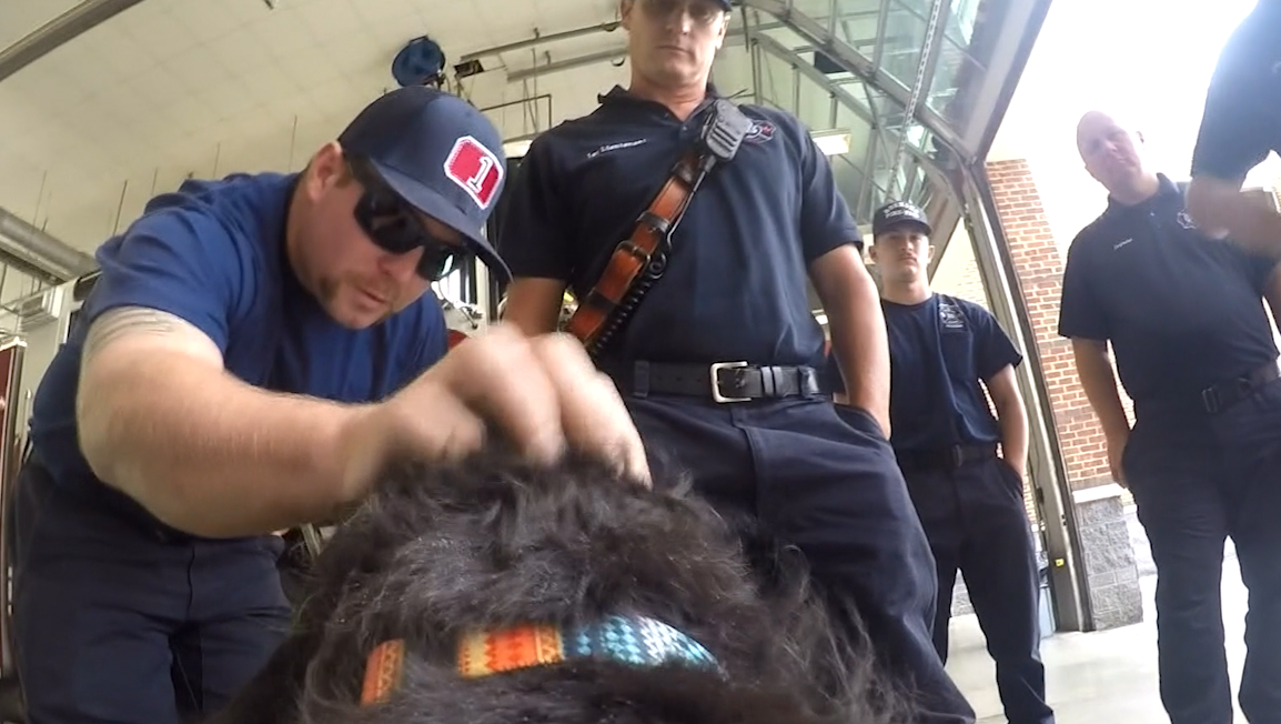 Firefighters Reunite with Rescued Dog in Heartwarming Video