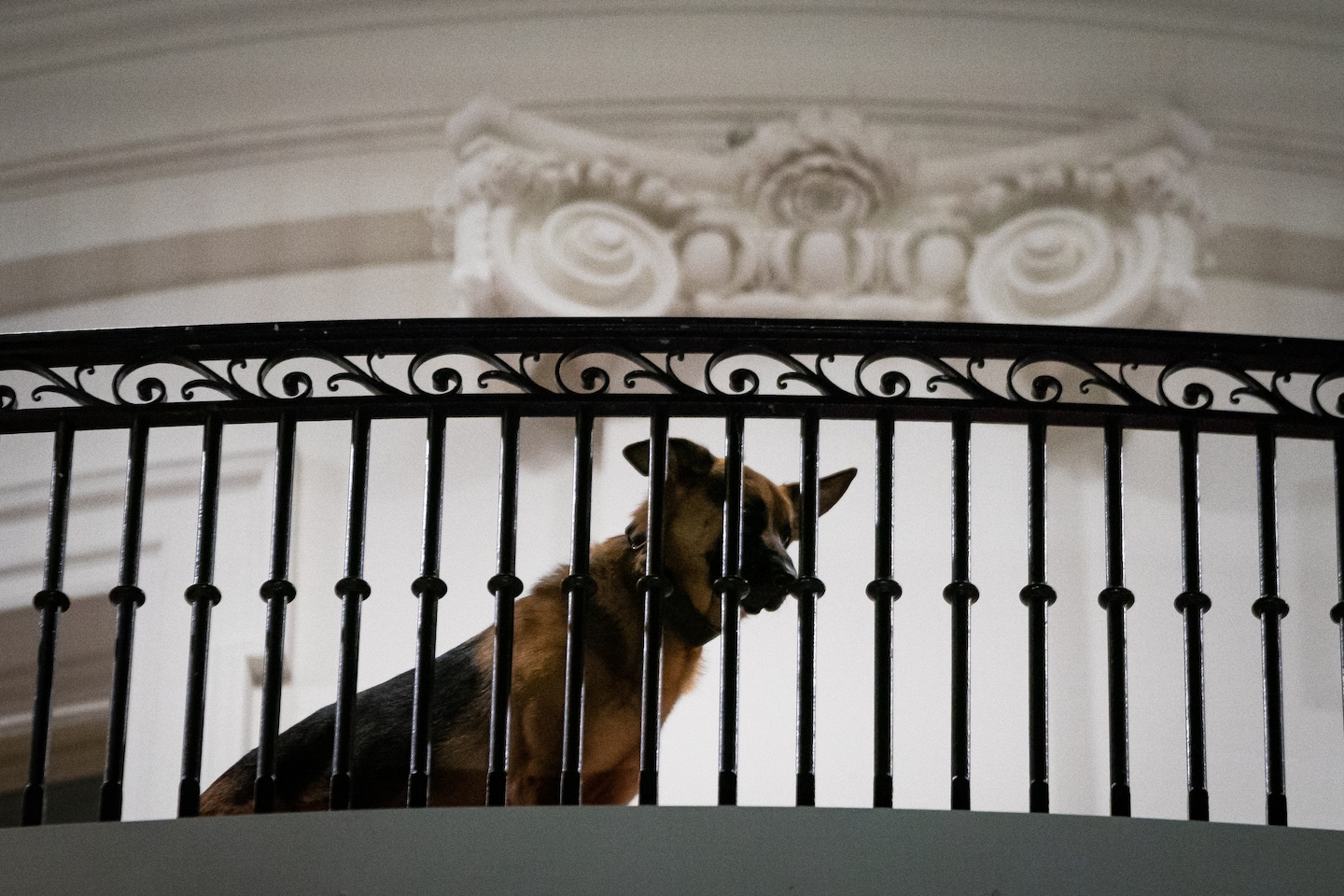 Featured image for "Biden's Dog, Commander, Bit Secret Service Agents 24 Times: New Records"