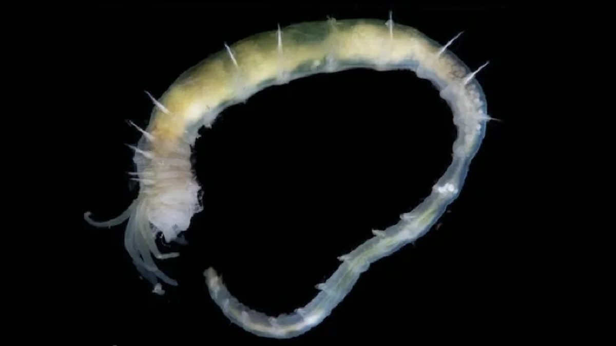 Deep Arctic Vents Reveal Rich Ecosystems Beneath the Ice