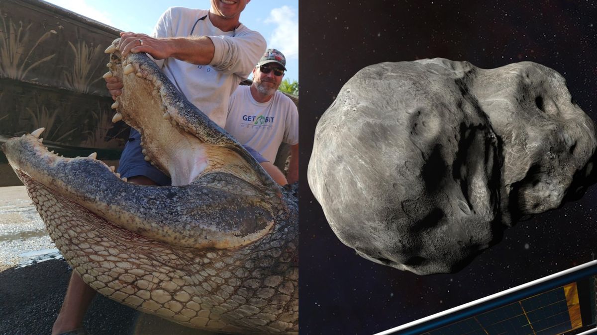 "Unveiling the Enormous Gator and the Unsteady Asteroid: This Week's Fascinating Science News"