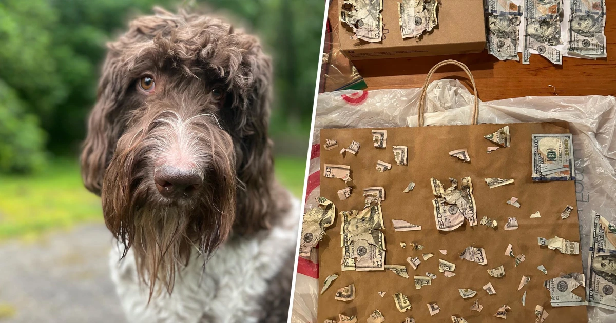 Featured image for "Family Recovers $4,000 After Pet Dog's Expensive Cash Feast"