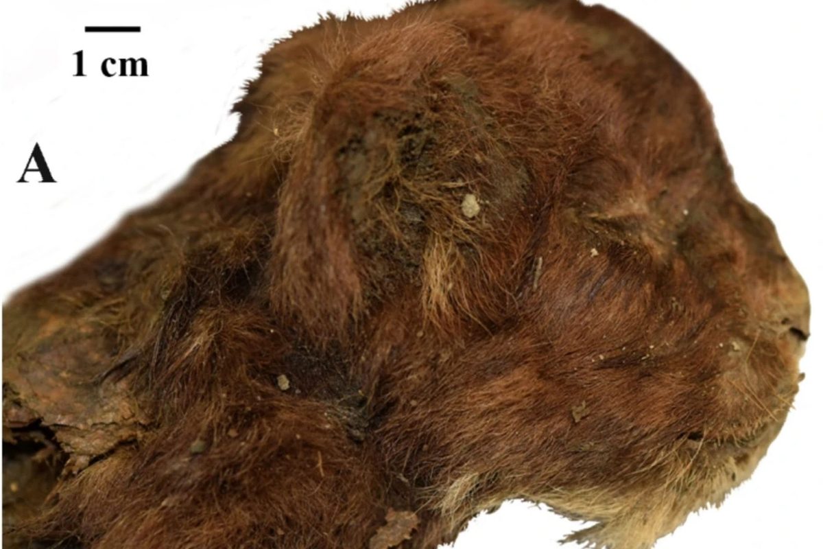 35,000-Year-Old Mummified Saber-Toothed Kitten Discovered in Siberia