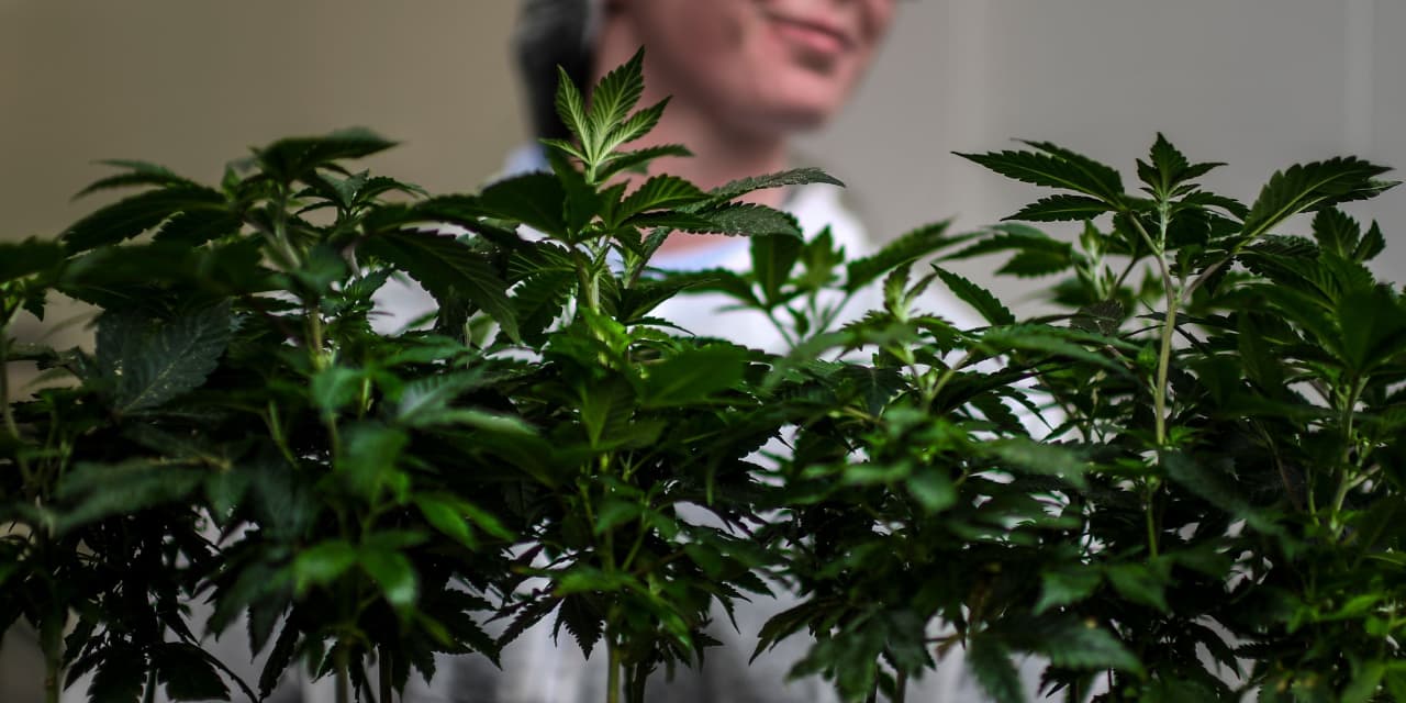 Featured image for Cronos Group Explores Merger and Sale Options Amid Growing Interest