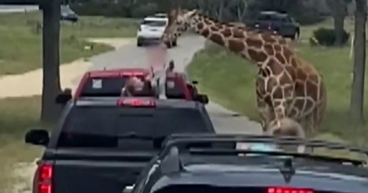 Featured image for Giraffe Lifts Toddler from Truck at Texas Safari Park