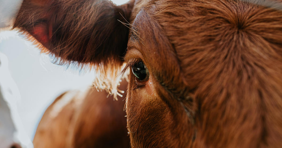Featured image for "Bird Flu Outbreak: Impact on Livestock and Food Safety"