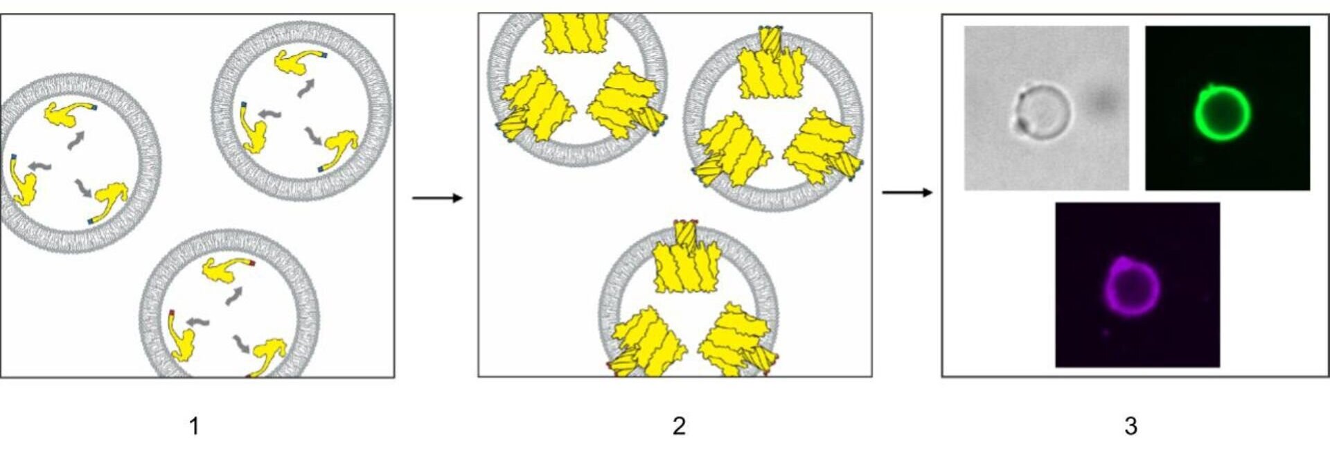 Featured image for Breakthrough in Artificial Cells: Self-Sustained Protein Transport Achieved