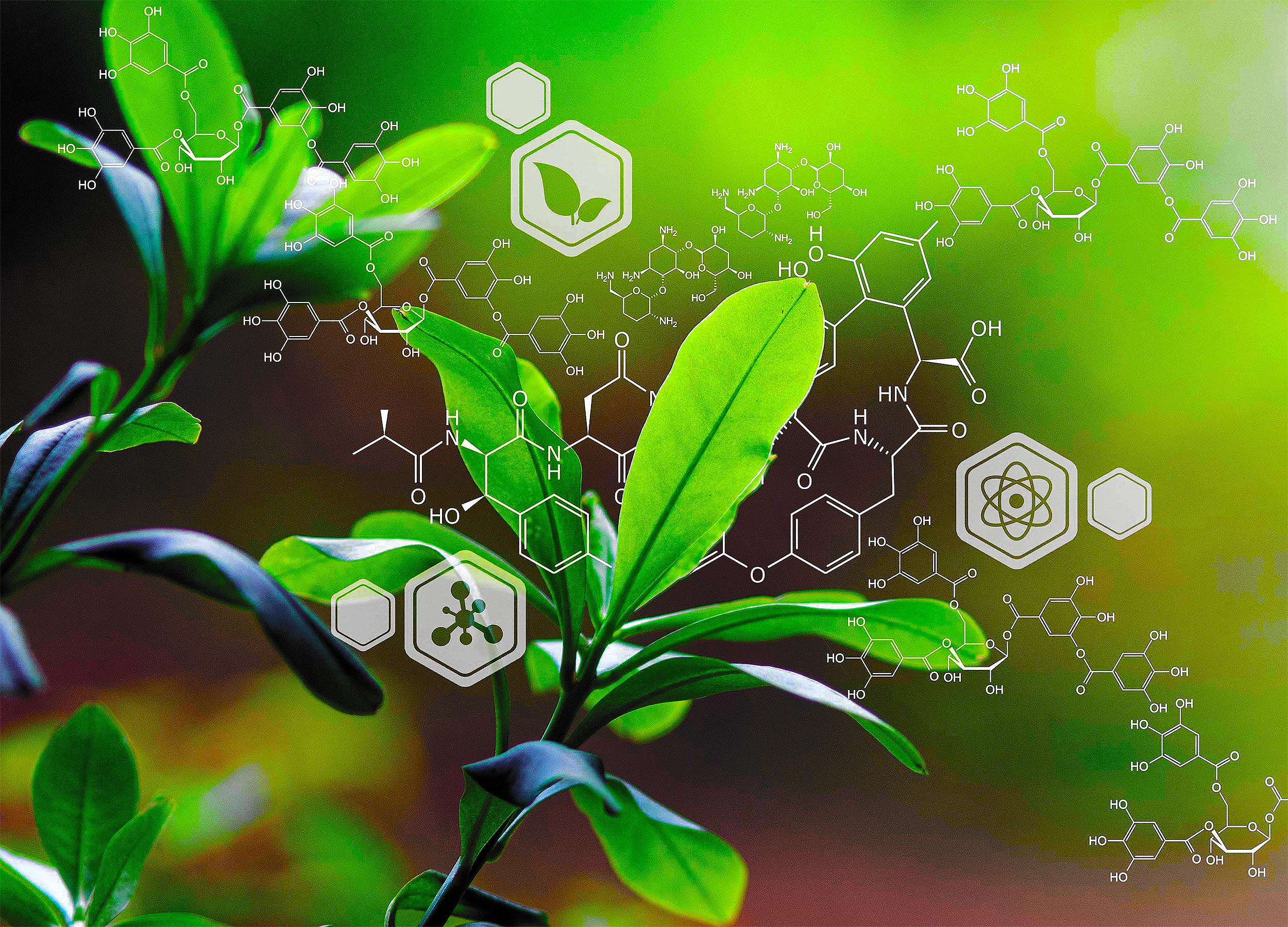 Featured image for "Video Captures Plants Communicating Warnings of Danger for the First Time"