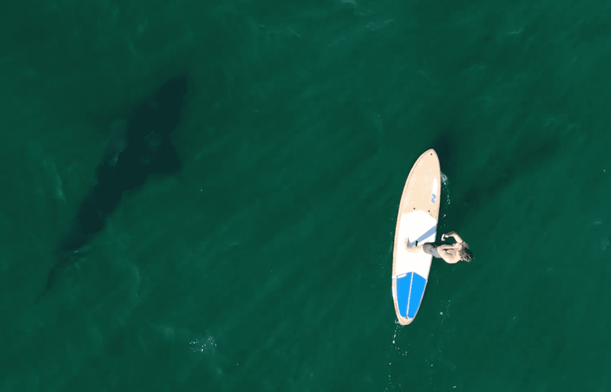 Unlikely Bond: SUP Surfer and Great White Shark Find Peace Together