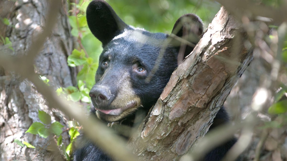Unusual Black Bear Sightings in Florida Beaches and Gulf of Mexico