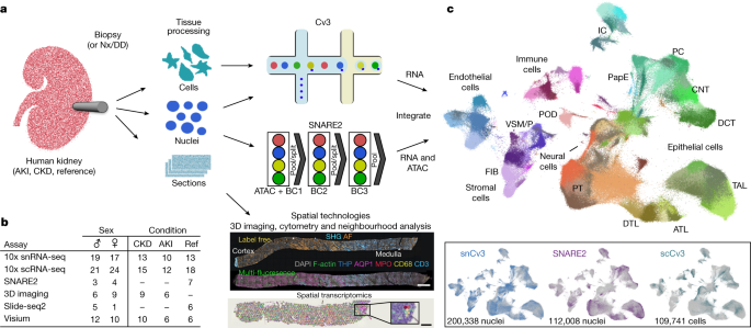 Featured image for Unveiling the Comprehensive Atlas of Human Kidney Cells for Advancing Disease Research