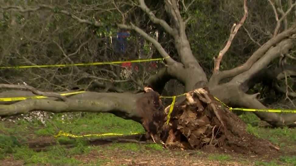 Featured image for "Sacramento County Storm Fallout: Downed Trees, Power Outages, and Property Damage"