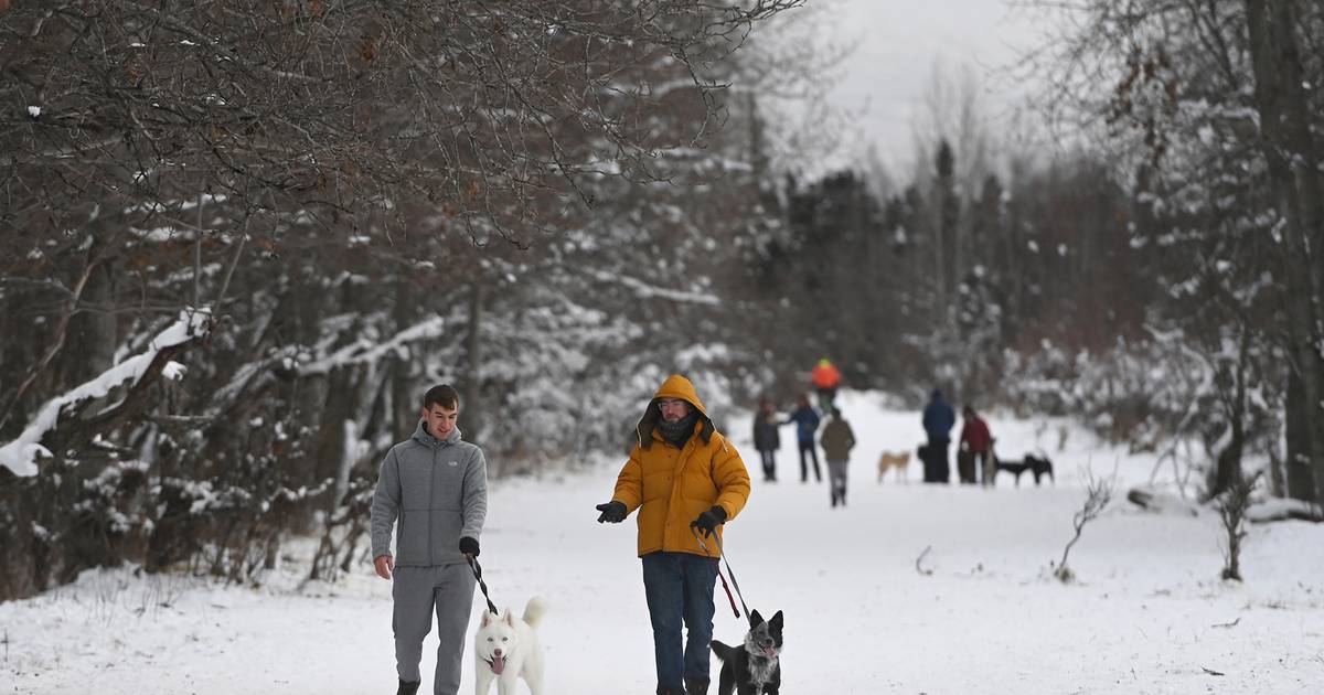 Featured image for Mysterious Dog Respiratory Illness Spreads Across States, Prompting Concern