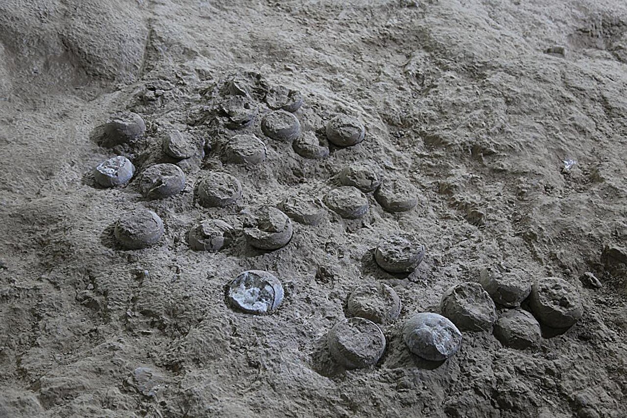 Featured image for 85-Million-Year-Old Dinosaur Eggs Dated Using Advanced Laser Technique