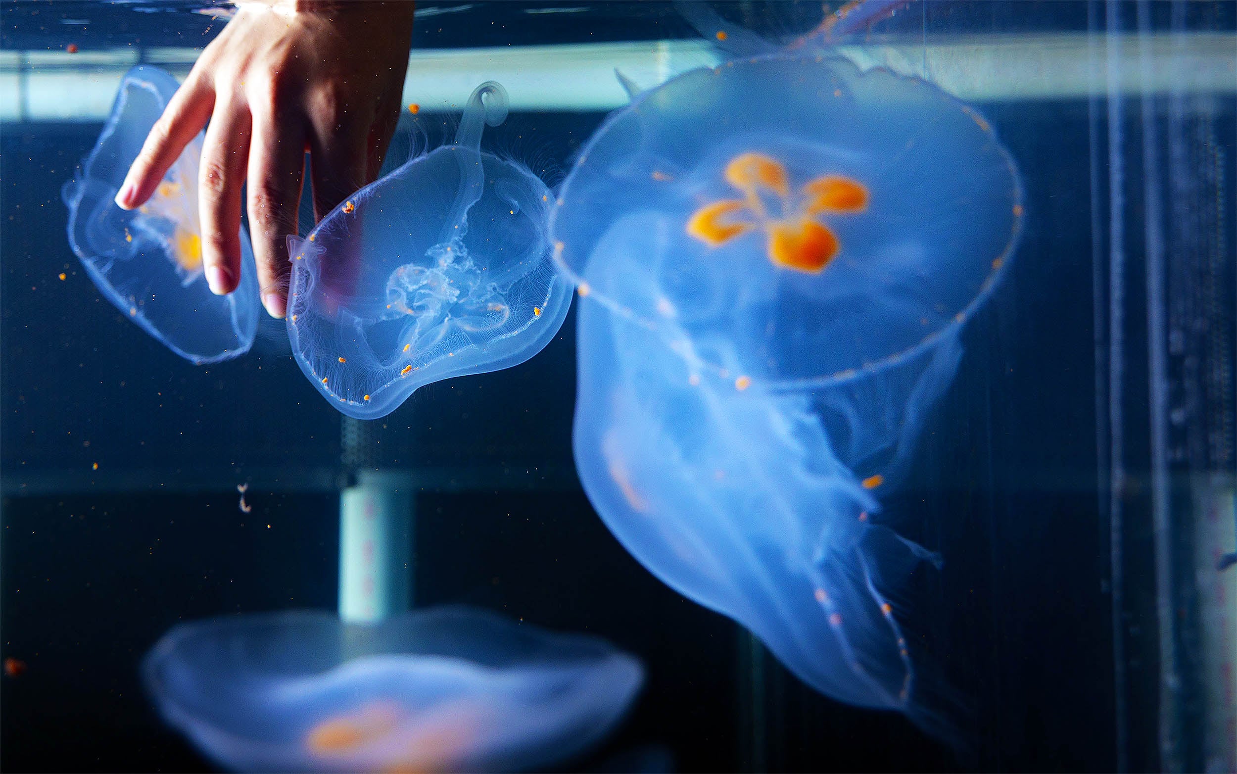 Featured image for Cyborg Jellyfish Developed to Explore and Monitor Deep Ocean Zones