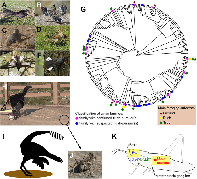 "Robotic Dinosaurs Uncover Evolutionary Secrets of Feathered Prey"