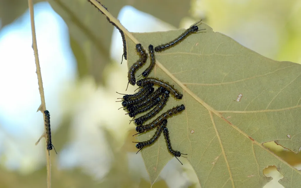 Featured image for Summer's End Sparks Controversy Over Defoliation
