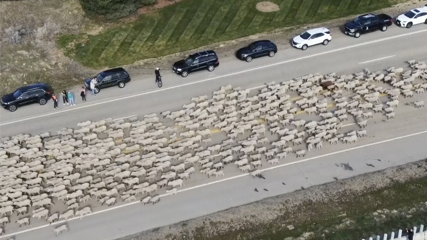 Featured image for "2,500 Sheep Cause Traffic Jam on Idaho Highway"