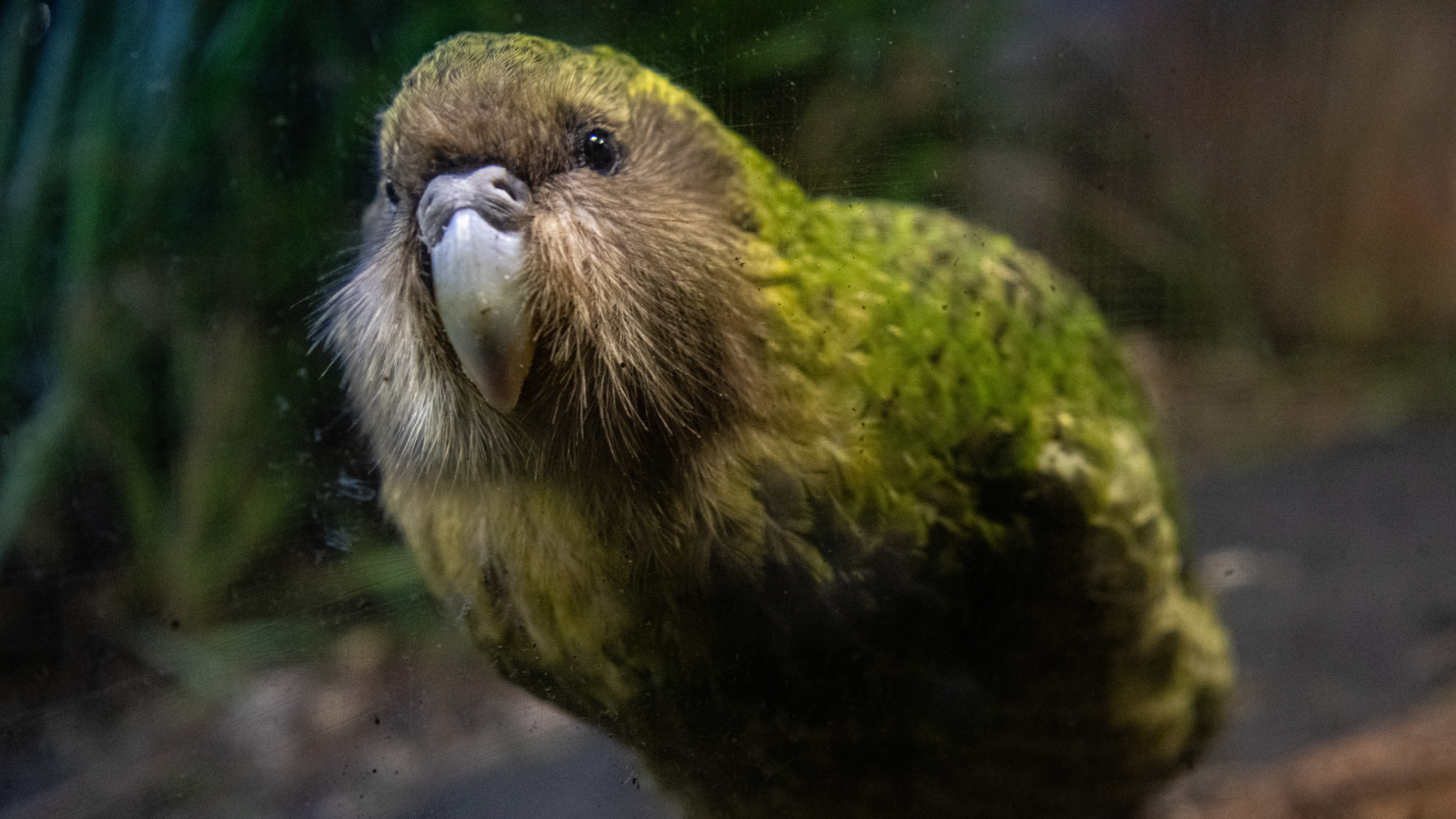 Featured image for Kākāpō: The Nearly Century-Old Chonky Parrot