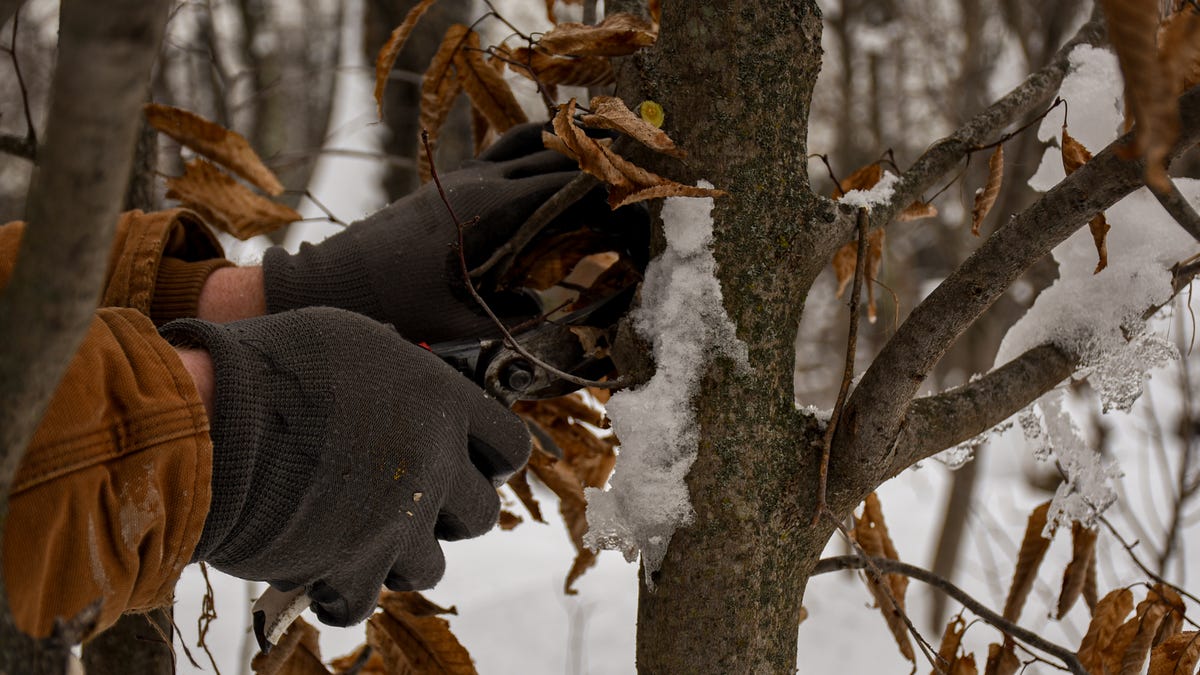 Featured image for "Optimal Winter Pruning Techniques for Michigan Gardens"