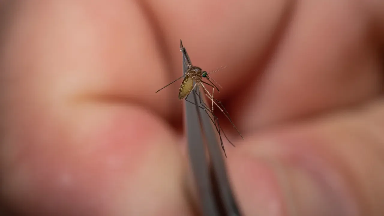 West Nile Virus Strikes Massachusetts with First Two Cases