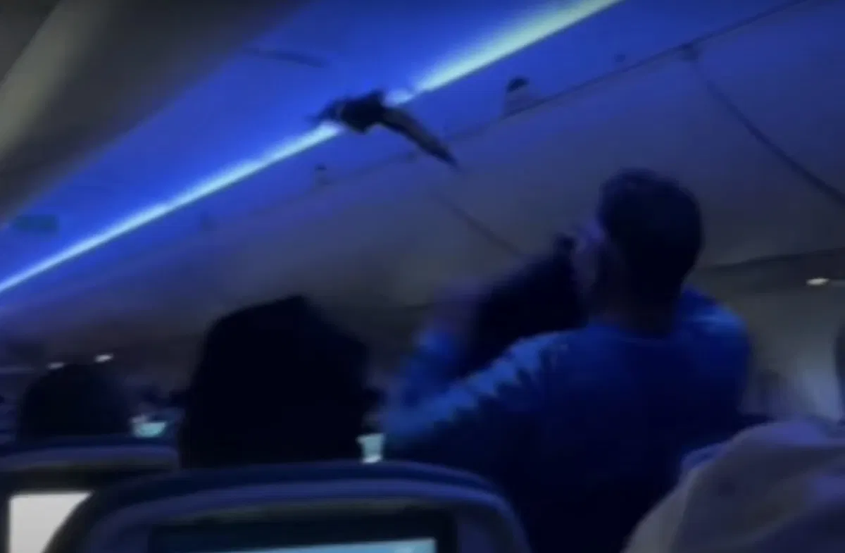 Pigeons Disrupt Delta Flight from Minneapolis to Madison