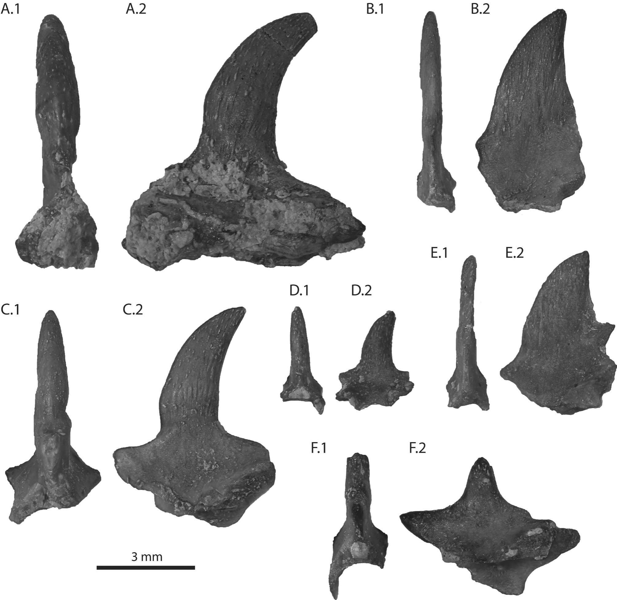 Featured image for Ancient Arizona's Tiny Spiked Reptile Fossil Unveils New Species and Insights