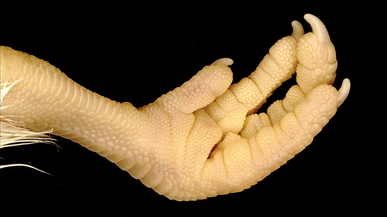 Featured image for "Scientists Use Gene Expression to Turn Chicken Scales into Feathers"