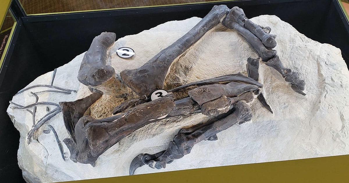 Featured image for "Excitement as Allosaurus Unearthed at Wyoming's Jurassic Mile"