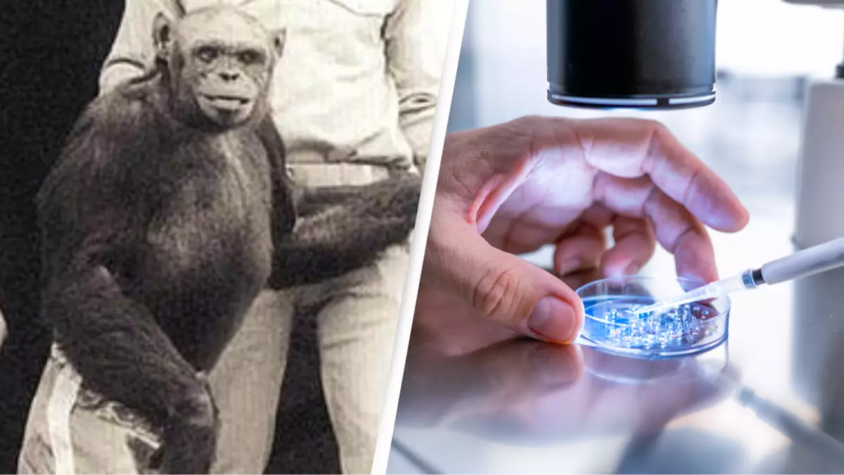 Featured image for "Lab-Created 'Humanzee' Euthanized Shortly After Birth"