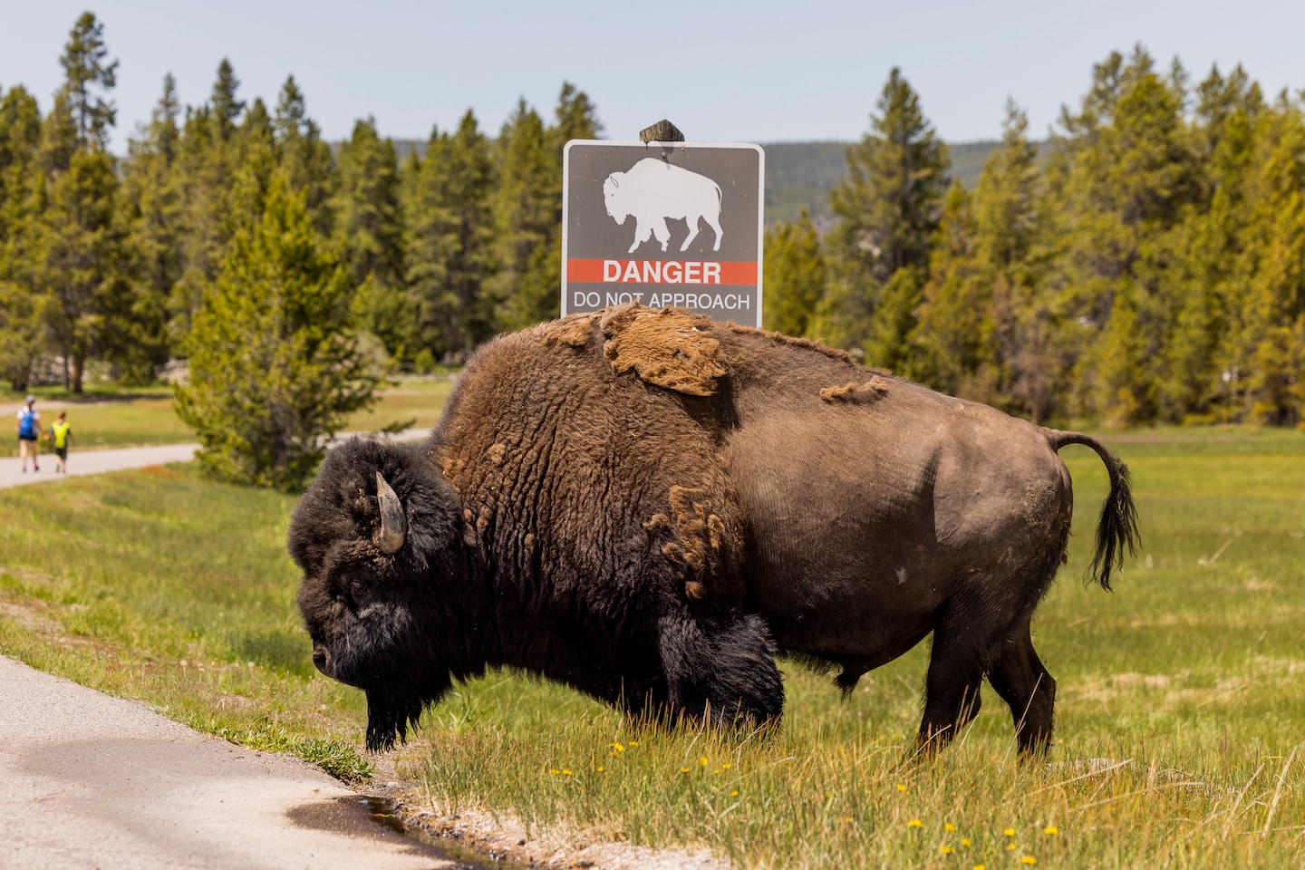 Featured image for 83-Year-Old Woman Gored by Bison in Yellowstone National Park