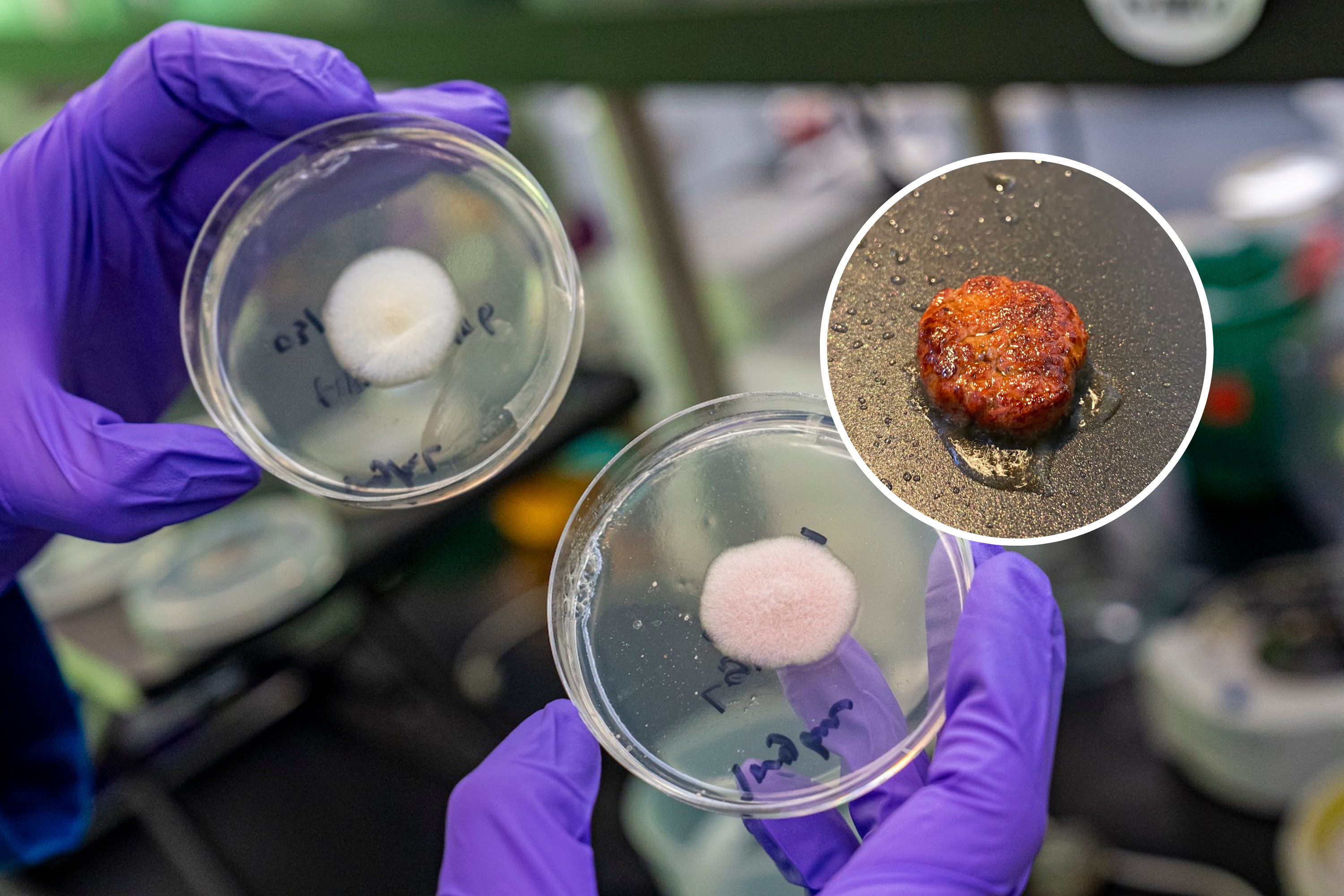 Featured image for "Lab-Grown Mold Burger: The Surprising New Meat Replacement"