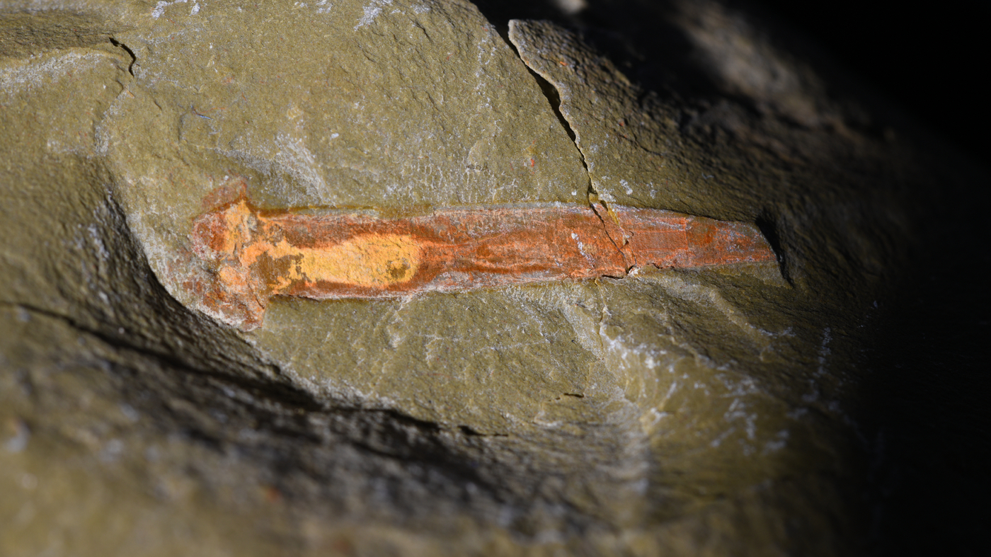 Featured image for "Discovery of 'Dune'-like Selkirkia Worm Species Alters Ancient History"