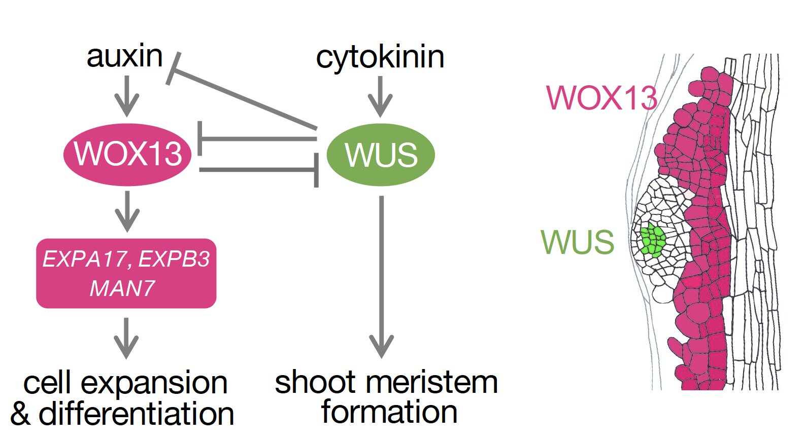 Featured image for Unveiling the Key Regulator of Plant Regeneration in Arabidopsis