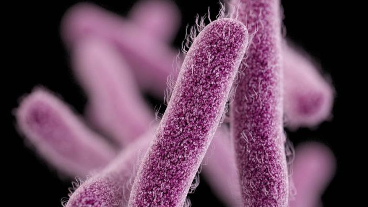 Featured image for CDC launches shigellosis vaccine trial amidst drug-resistant infection alert.