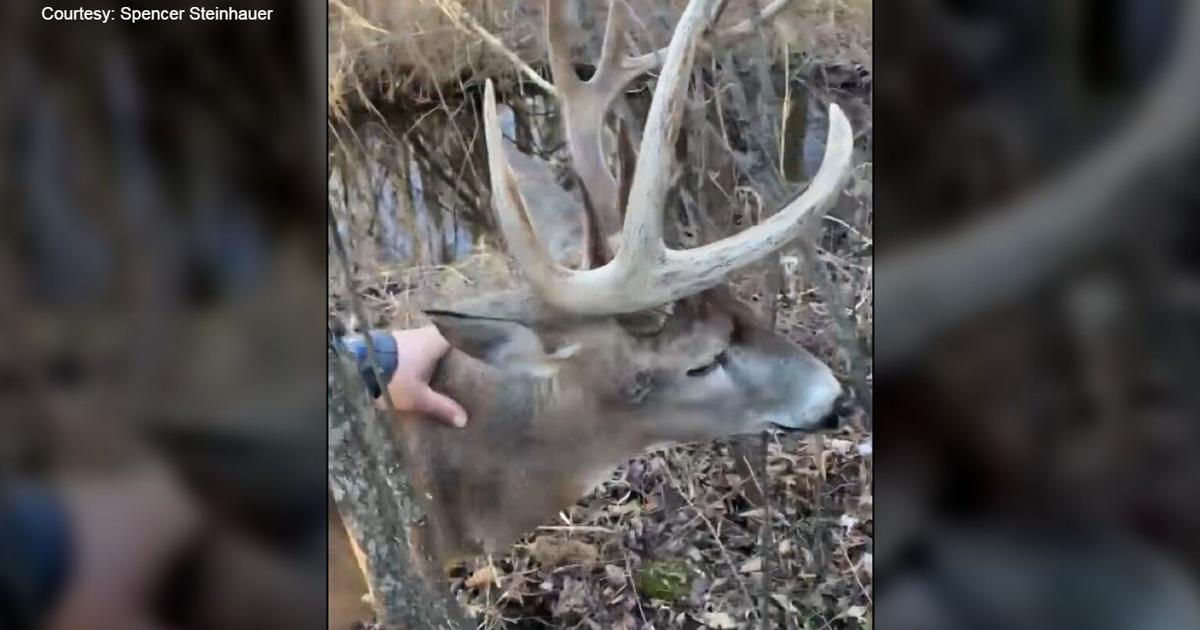 Featured image for "DNR Tests Strange, Acting Buck in Rusk County for CWD"