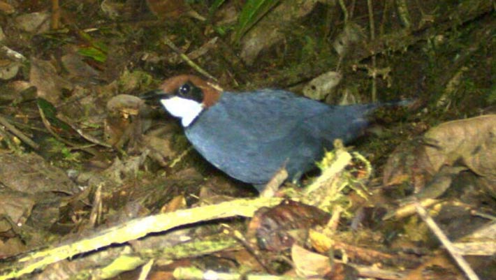 Featured image for New Bird Species Discovered in Papua New Guinea
