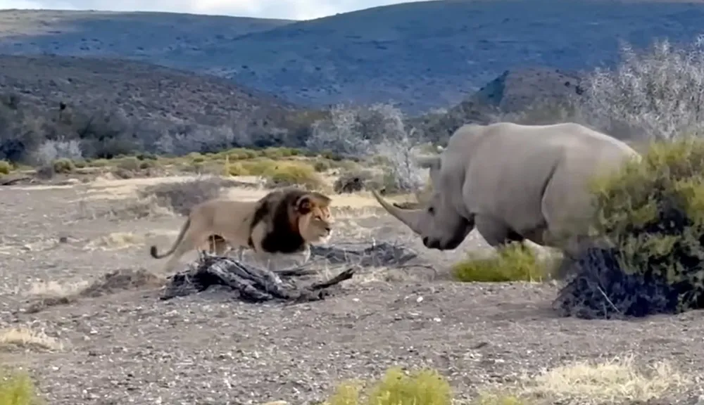 Featured image for Lions' Attempt to Hunt Rhino Ends in Failure