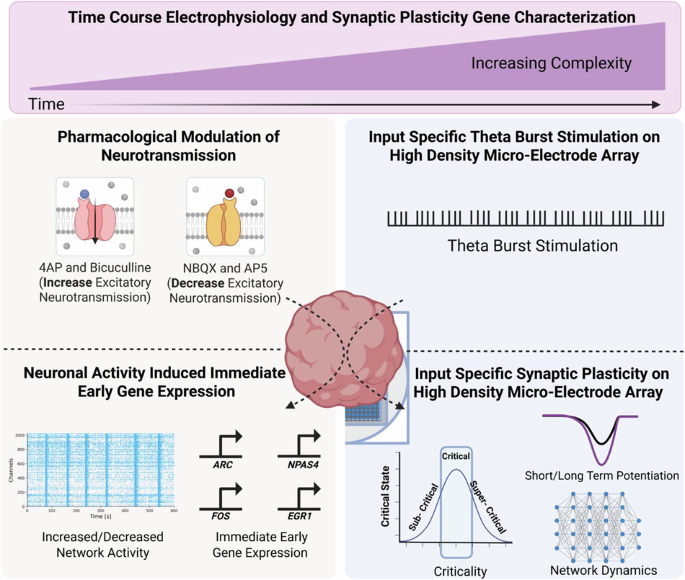 Featured image for Breakthrough in Lab-Grown Mini Brains Reveals Key Insights into Human Brain Function