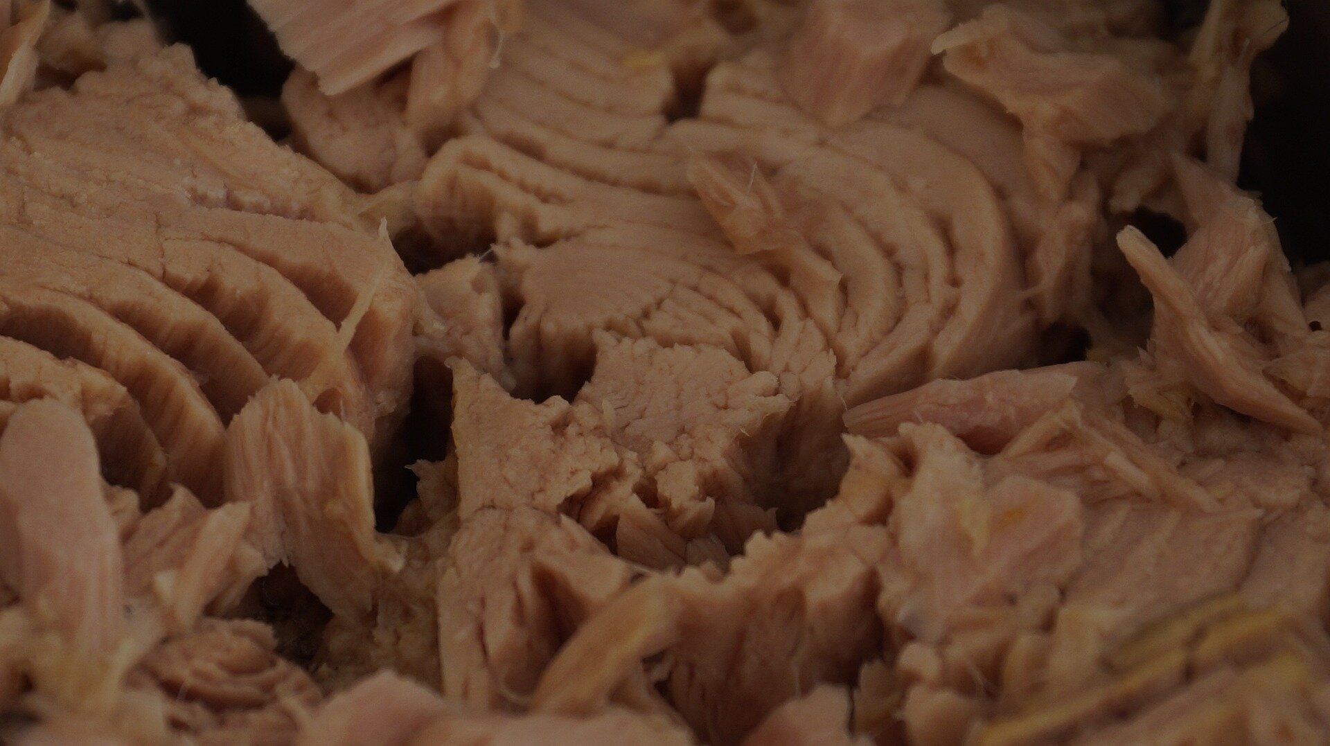 Featured image for "Stable Mercury Levels in Tuna Over 50 Years, Study Finds"