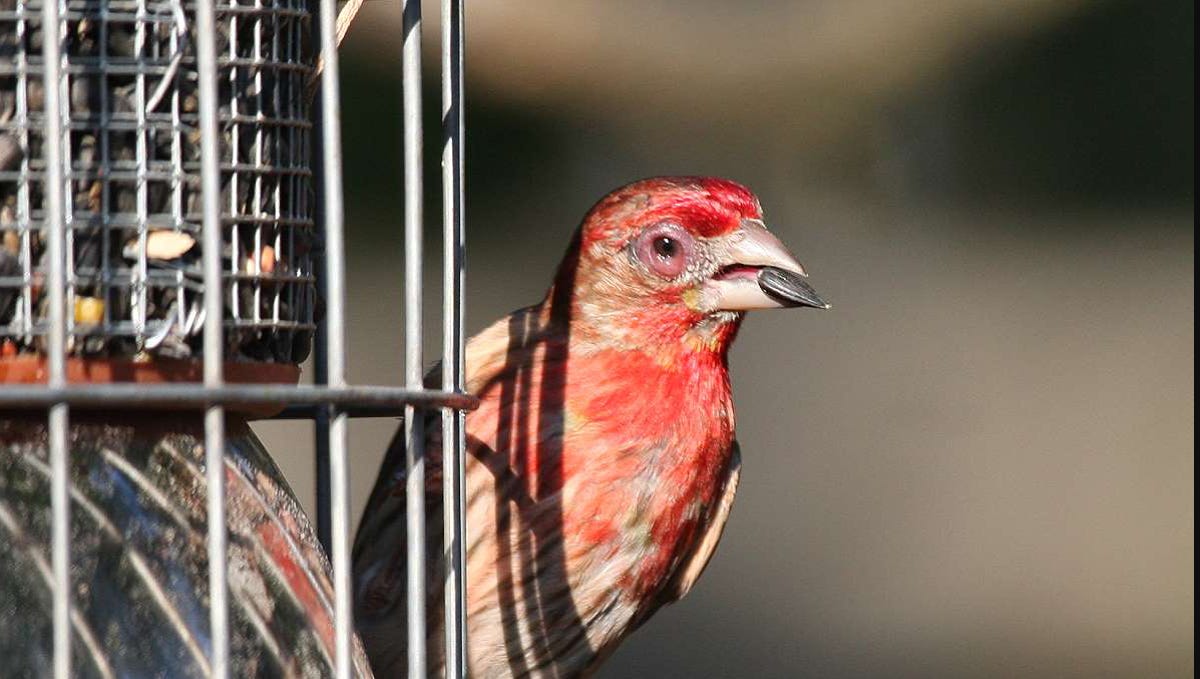 Featured image for Recognizing the Symptoms: Identifying Bird Diseases and Illnesses