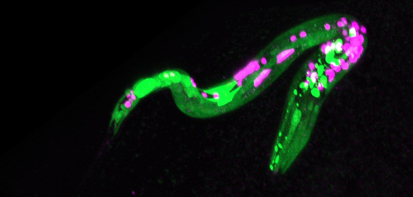Cannabis causes worms to crave junk food, study shows.