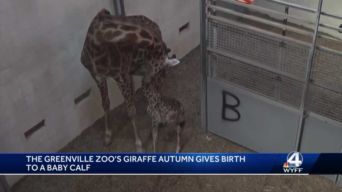 New Baby Giraffe Born at Greenville Zoo