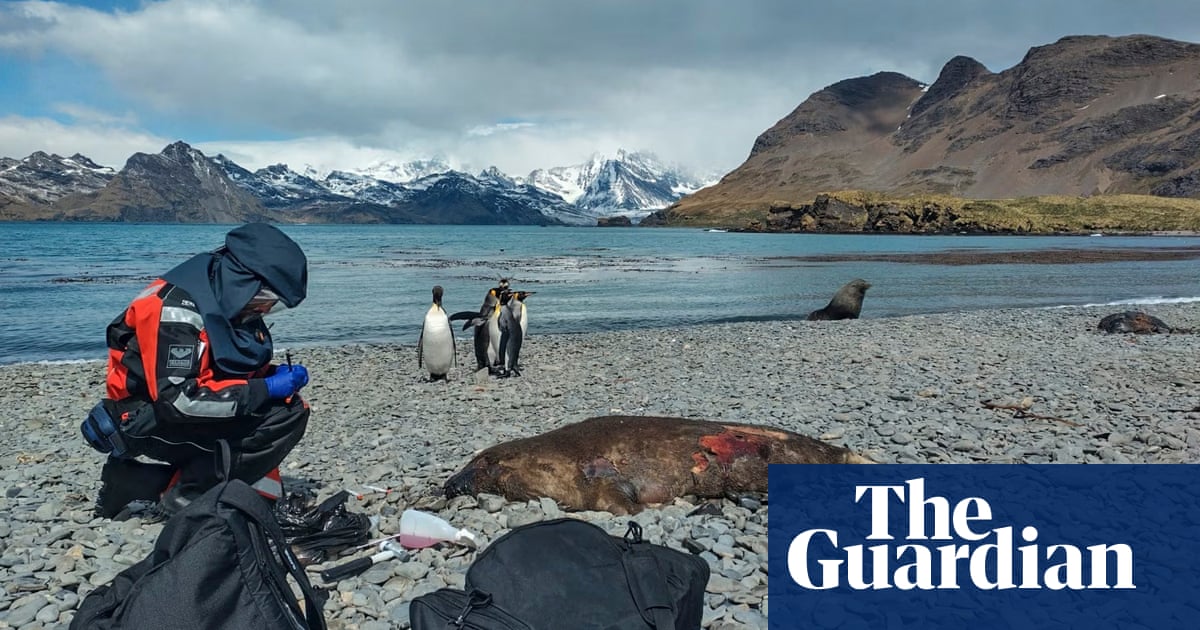 Featured image for "Dead Seals Block Access to Ernest Shackleton’s Grave Due to Bird Flu Outbreak in South Georgia"