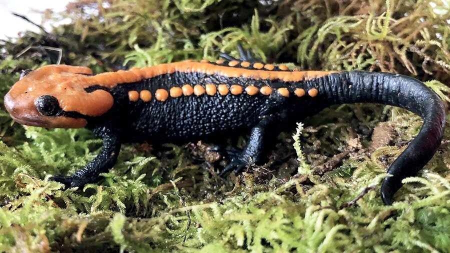 "Endangered Discovery: Southernmost Crocodile Newt Sets New Species Record"