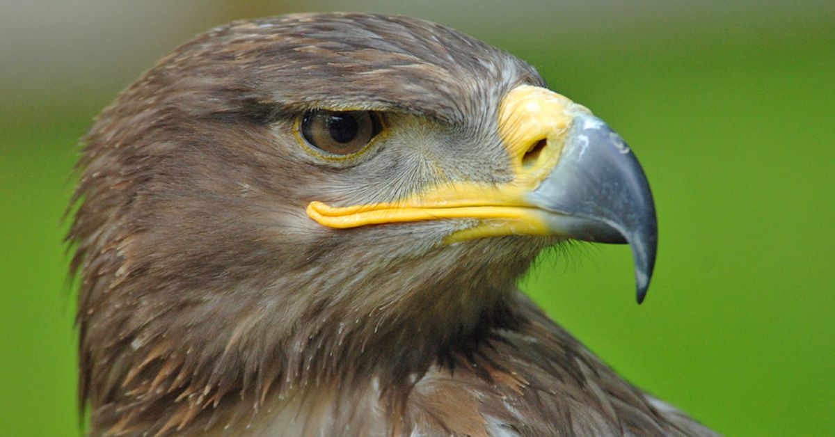 Featured image for "Global Migratory Species Face Escalating Extinction Threat, Warns UN Report"